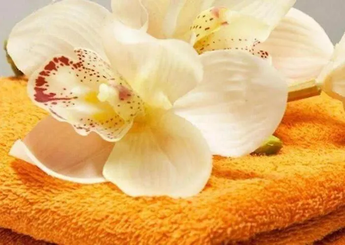 B E B Regale * Nova Siri